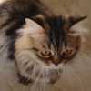 ALVINO<br><span class="catab">Age: 1 year<br>Gender: Male/Neutered <br>Breed: Persian<br>Coat: Long<br></span>