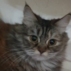 BISCUIT<br><span class="catab">Age: 1 year<br>Gender: Female/Spayed<br>Breed: Persian & Siberian mix<br>Coat: Long</span>