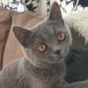 CHANEL<br><span class="catab">Age: 5 months<br>Gender: Female/Spayed<br>Breed: British Shorthair (blue)<br>Coat: Long</span>