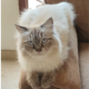 JIMINY<br><span class="catab">Age: 1 year<br>Gender: Male<br>Breed: Neva Masquerade<br>Coat: Long<br></span>