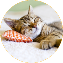 Do Not Disturb a Sleeping Cat
