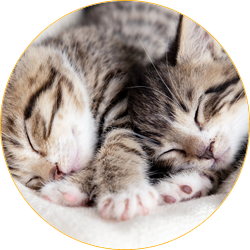 Our Cats