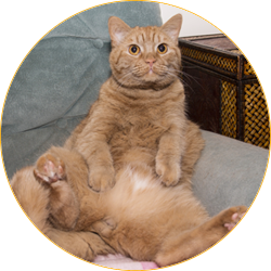 Cats Lounge Room