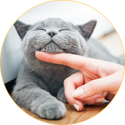 Cats Love Gentle Hands